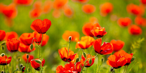Fototapeta premium Spring, field of poppy flowers. The concept of the freshness of the morning nature. Spring landscape of red wildflowers. Beautiful landscape, pnorama long banner.