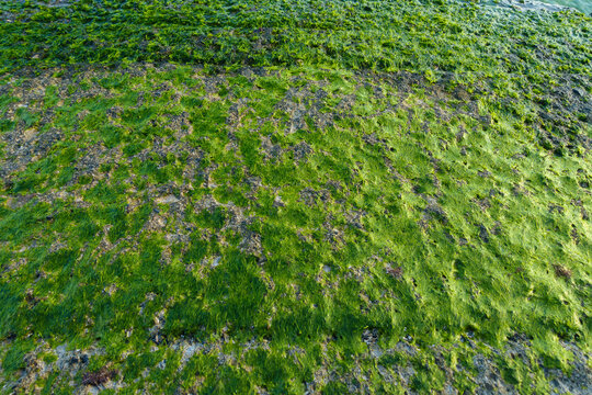Close-up of green algae covering the breakers at low tide