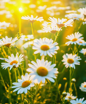 Bright rays of the sun illuminate the field with daisies. Evening warm sunset light. Landscape of a spring field with flowers. Beautiful golden sunny background. Conceptual atmospheric summer mood © squallice