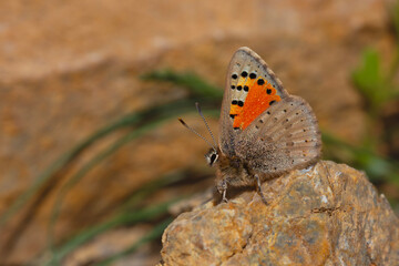 little orange butterfly on the stone, Eversmann’s Hairstreak, Tomares callimachus