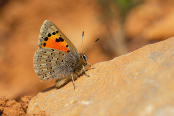 little orange butterfly on the stone, Eversmann’s Hairstreak, Tomares callimachus