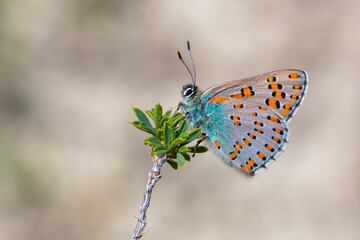 small butterfly on dry grass, Romanoff's Tomares, Tomares dobrogensis