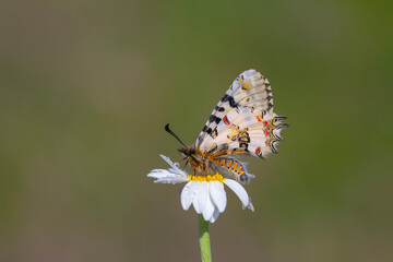 scalloped butterfly on flower, Eastern Steppe Festoon, Zerynthia deyrollei