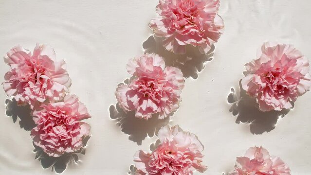 Pink carnation flowers on water surface with drops. Pure water with reflections sunlight and shadows. Slow motion of waves water. Design, cosmetics advertising, products. High quality 4k footage