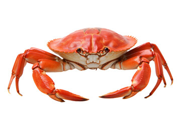 snow crab isolated on transparent background