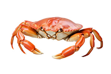 snow crab isolated on transparent background