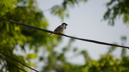 bird on a branch