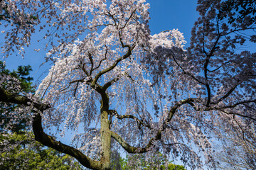 京都御苑出水のしだれ桜