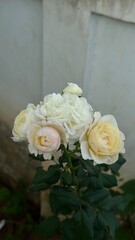 bouquet of roses , keira rose 