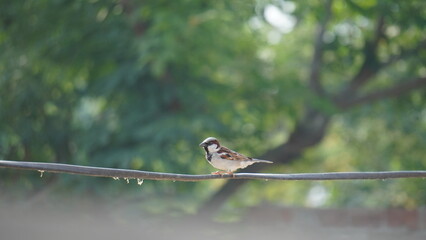 sparrow on a branch