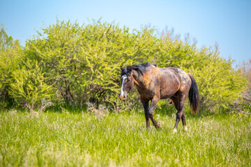 A herd of horses graze in the meadow in summer, eat grass, walk and frolic. Pregnant horses and...