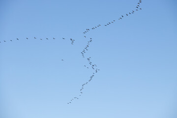 Migratory birds fly high in the blue sky.