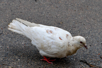 Feral pigeon with open beak on the street.