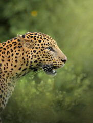 Leopard close up