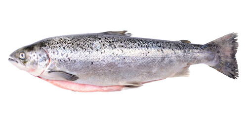 Salmon fish isolated on white