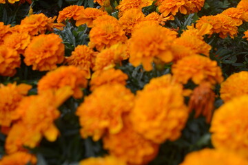 Unfocused to focused garden flowers in orange 