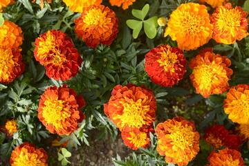 Red, orange and yellow garden flowers with clover leaves 