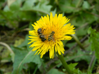 Working bee collecting pollen from a dandelion