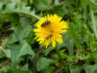 Working bee collecting pollen from a dandelion