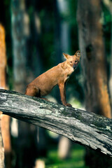 Wild dog sitting on a log