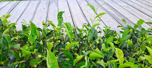 wooden background with tea leaves border	