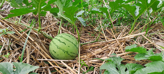 watermelon growing in the field. watermelon on plantation