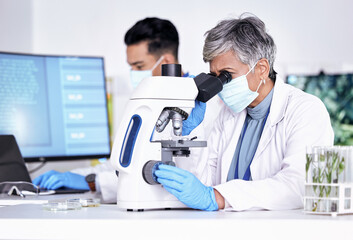 Microscope, science and ecology with senior woman in laboratory, environmental study and medical research. Female scientist, scientific equipment and analysis of sample with biology and biotechnology