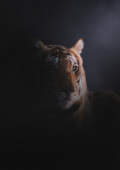 portrait of a tiger, a fineart perspective