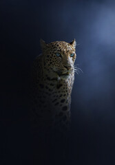 leopard in the night, a fineart perspective