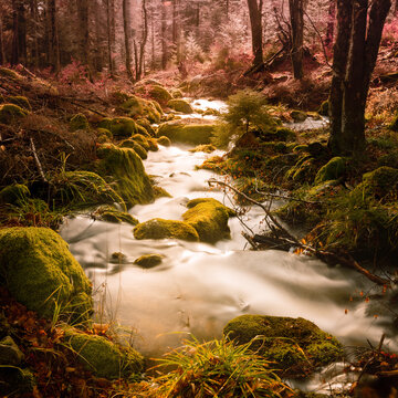River in Alsace in the Bas-Rhin department of France Europe. Mighty trees, fallen leaves, moss, fern, rocks. Atmospheric landscape. Picturesque panoramic scenery. Nature, ecology, environment. 
