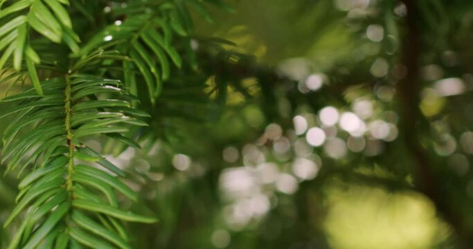 Shot of the branches of an evergreen tree on a sunny day in October. Branches moving in the wind, some branches in front of the lens.