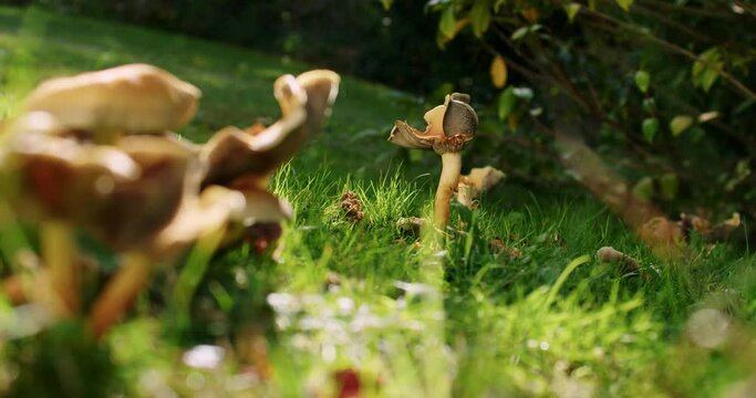Cinematic picture of a growing  Chanterelles mushroom. More mushrooms in the foreground on the left. Shallow depth of field. Backlight from sun, very cloudy day