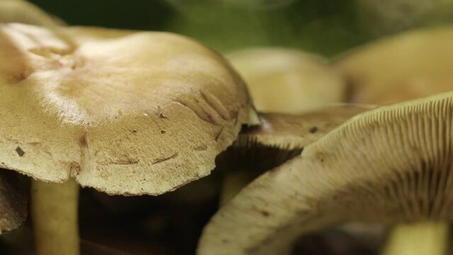 Close up shot of a group of mushrooms growing. Camera pans slowly to the right. A lot of small details visible.