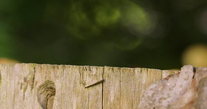 Static shot of a tree stomp. Graphical image with shallow depth of field.