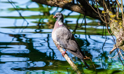 A wild pigeon is sitting on a branch near the water