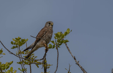 Common kestrel perched on a branch	