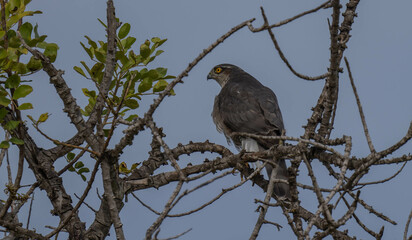 eurasian sparrowhawk on the branch