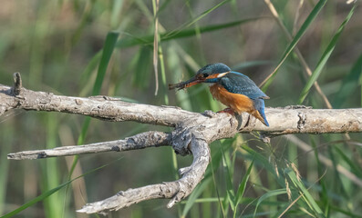 the kingfisher on the branch with a crab