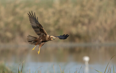 El vuelo del aguilucho lagunero	