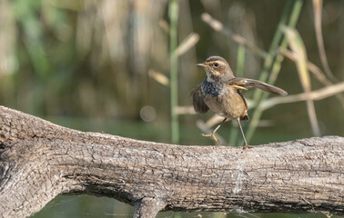 Bluethroat on the branches of the marshes of the Ebro delta