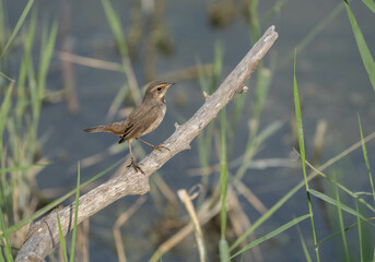Bluethroat on the branches of the marshes of the Ebro delta