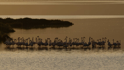 Fototapeta na wymiar Greater flamingos in the delta Ebro river at sunset