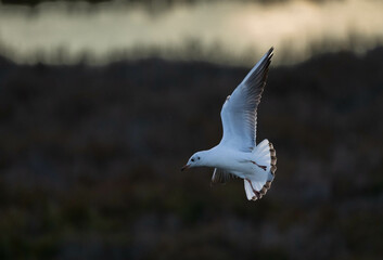 Black-headed Gull in flight over the marsh