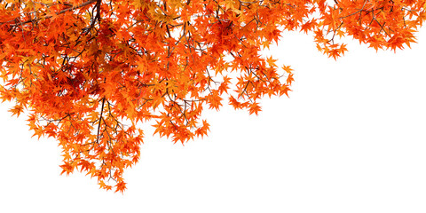 Red autumn leaves on a tree on white background