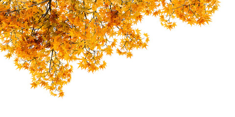 Orange autumn leaves isolated on white