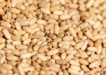 Close up of red ant eggs. Macro