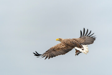 white tailed eagle (Haliaeetus albicilla) in flight with a prey. Catch a big fish. Oder delta in...