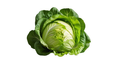 cabbage transparent, white background, isolate, png