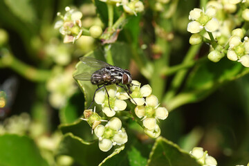 Graphomya maculata, syn G. minor. Subfamily Mydaeinae. Family House flies (Muscidae). On flowers of...