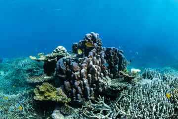 Coral Reef, Heron Island Australia